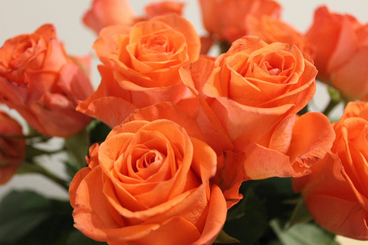 orrangr-roses.jpg