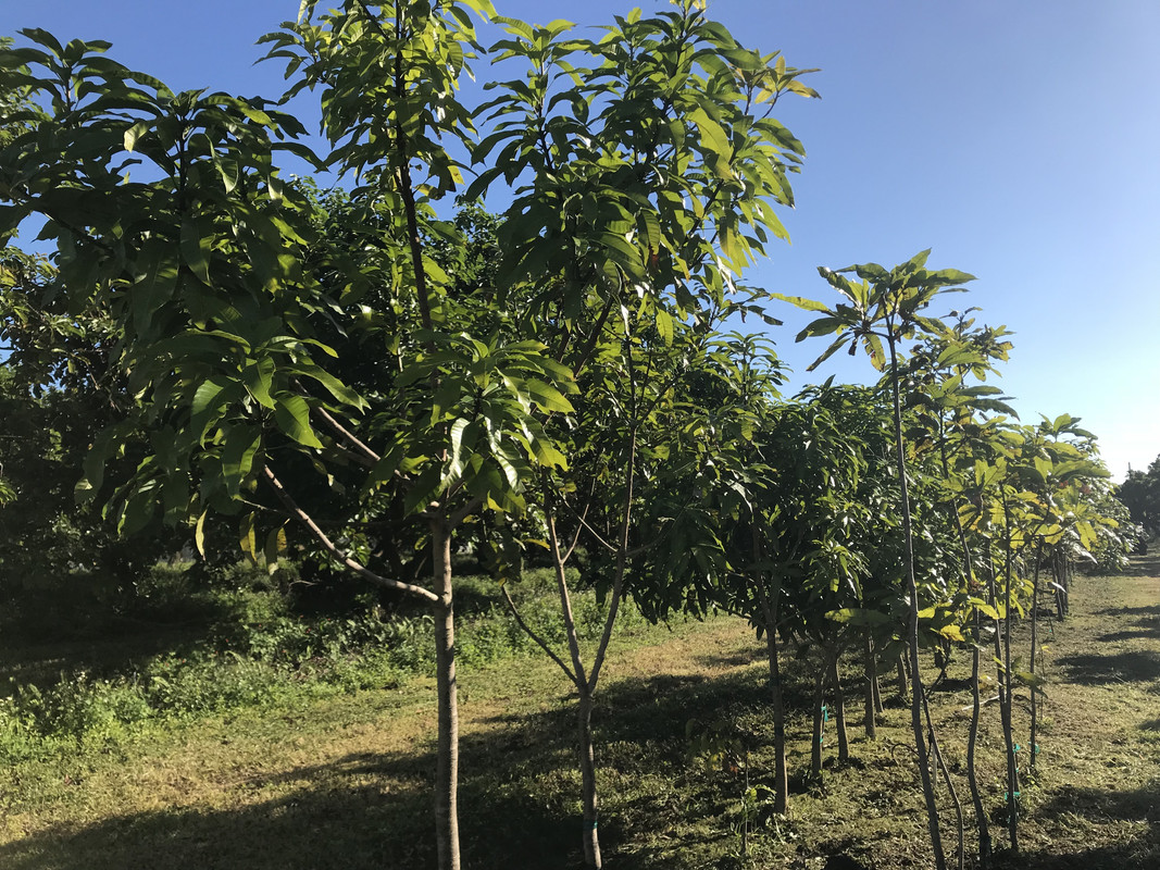 FFMangoes1