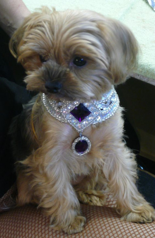 silverdogcollar.jpg