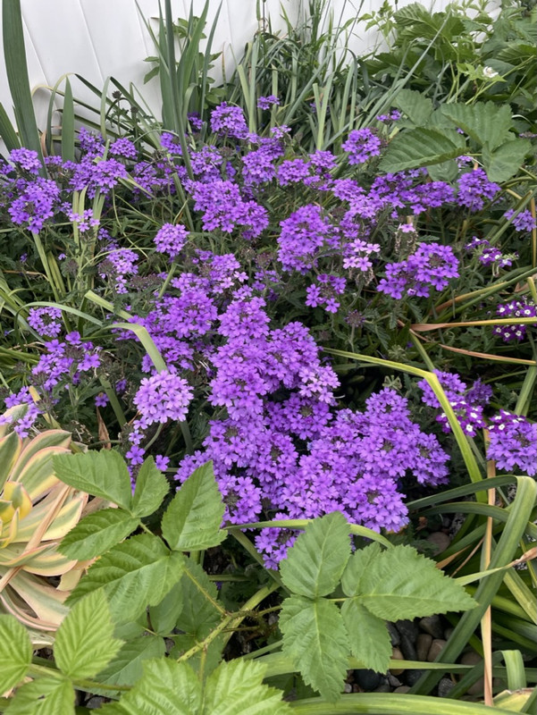 21617D0C-4D5E-482D-8779-A3AD18BBE30B_1_105_c