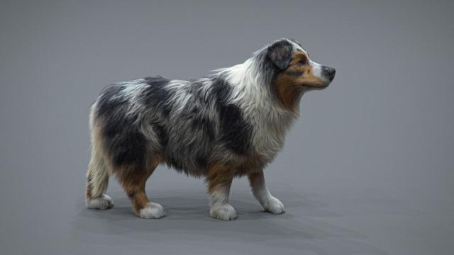 Realistic Dog Grooming for Production with Xgen