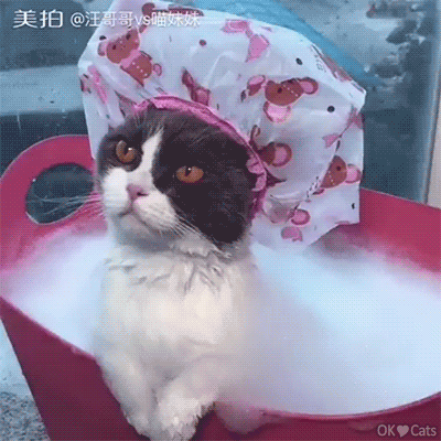 Amazing-Cat-GIF-Zen-cat-wearing-a-large-bath-cap-falling-asleep-in-her-bath-ok-cats-site-com.gif