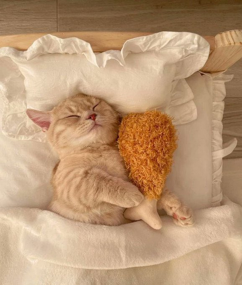 Cat-with-chicken.png