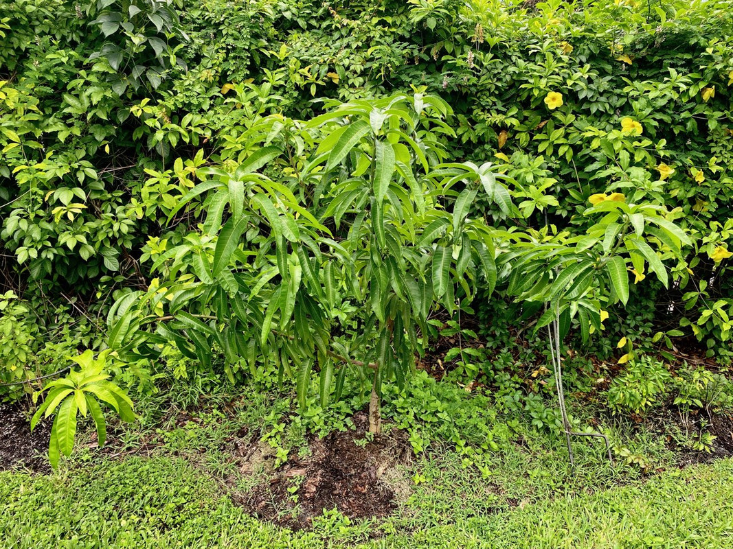 MangoSugarLoaf92020