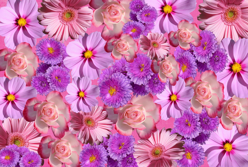 floralpurplemixdaisies.jpg