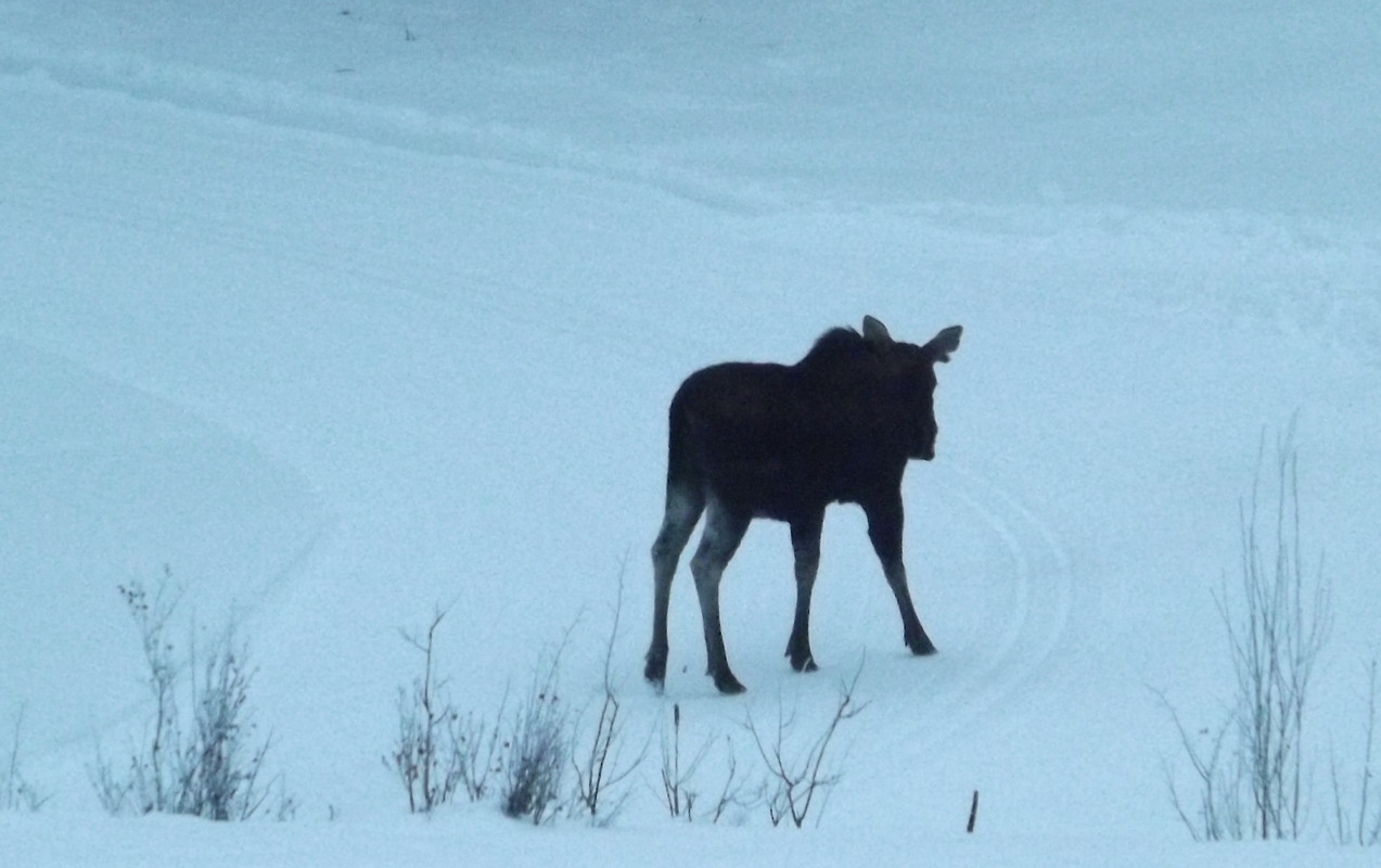 x-Moose