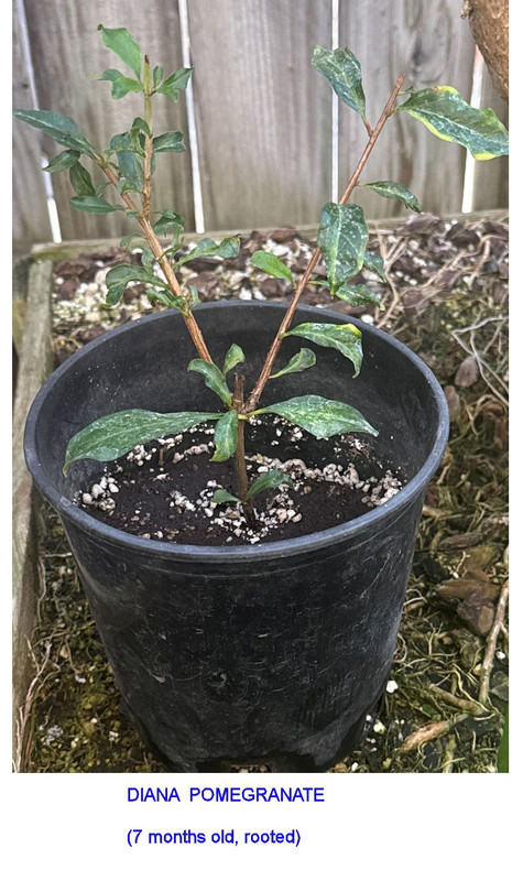 Diana pom rooted p1