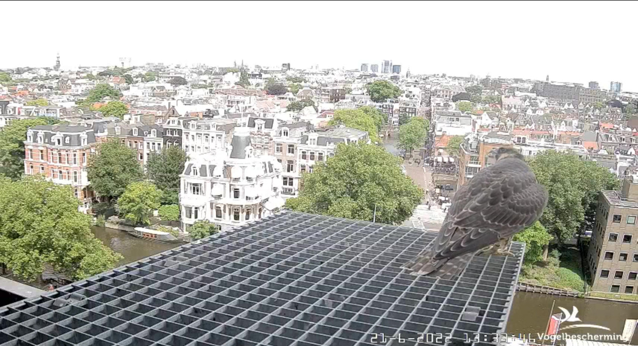 Amsterdam/Rijksmuseum screenshots © Beleef de Lente/Vogelbescherming Nederland - Pagina 30 Video-2022-06-21-133457-Moment-2