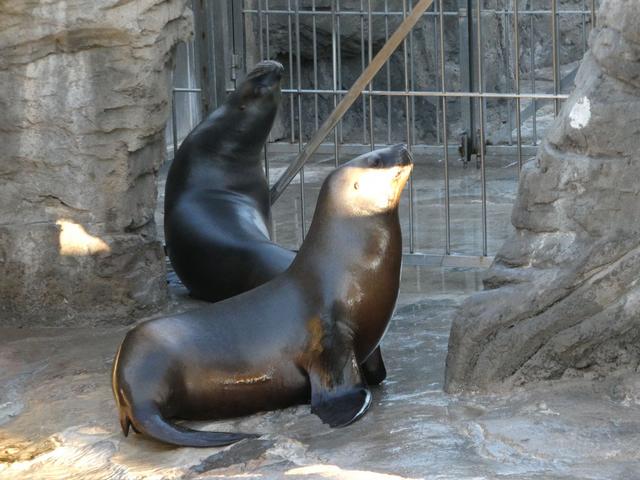 VALENCIA en un fin de semana - Blogs of Spain - Sábado 30/12: Llegada a Valencia y visita al Oceanogràfic (13)