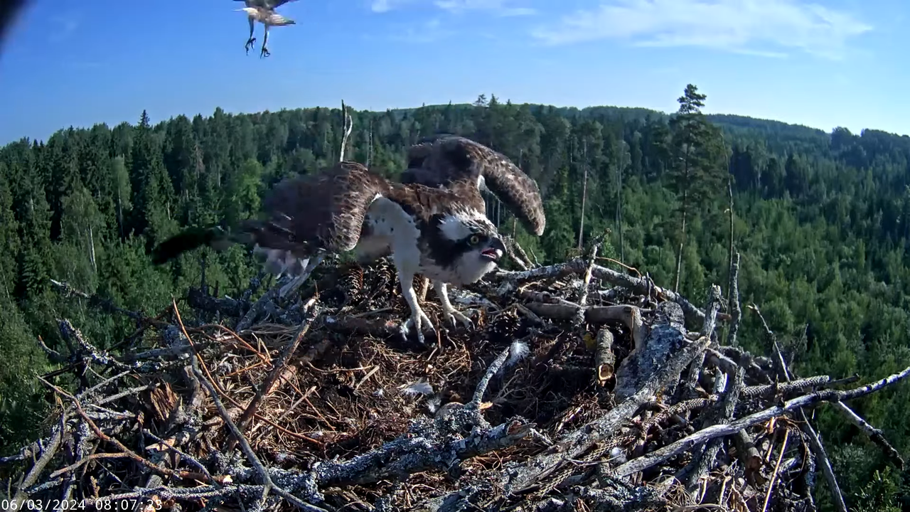 Kalakotkas2__Pandion haliaetus 12-13-10 screenshot (1)