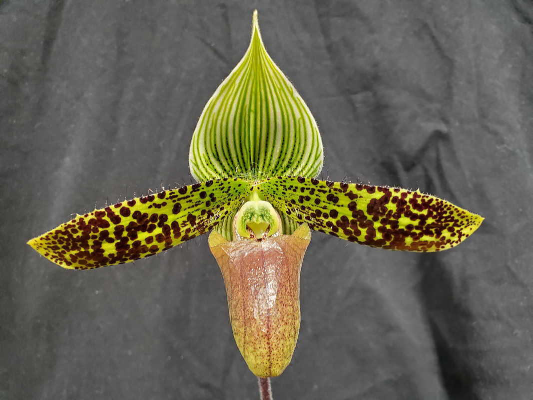 Paph-sukhakulii-2-Copy.jpg