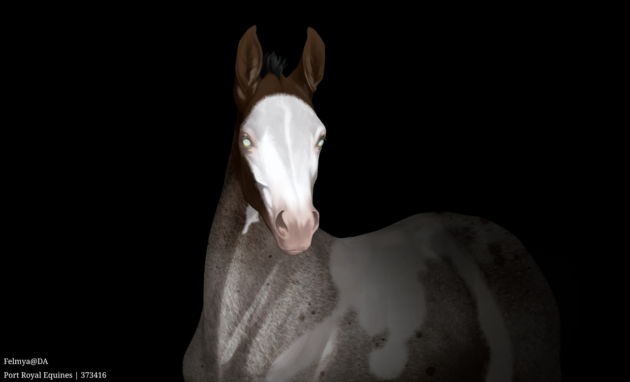 Custom_Base_foal_portrait_PortRoyalEquin.2024.10.02-16.54.1_20241015020345.png