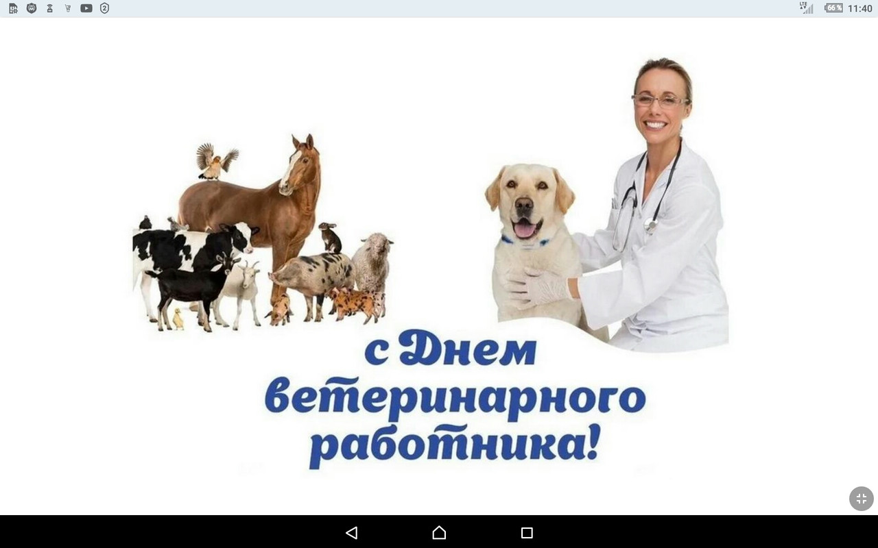 С днем ветеринара картинки