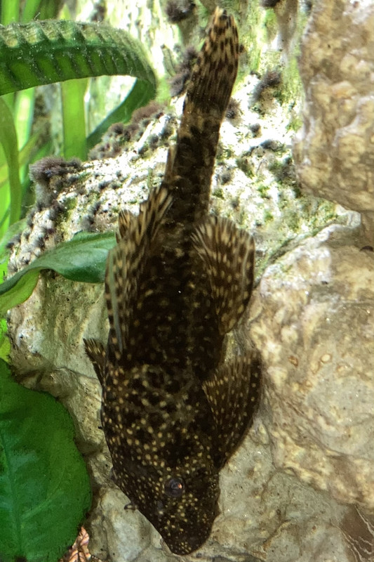 10E2D6B2-9313-4480-B06F-EA61612EDD72