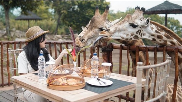 Feeding Giraffe, aktivitas favorit di Baobab Safari Resort.