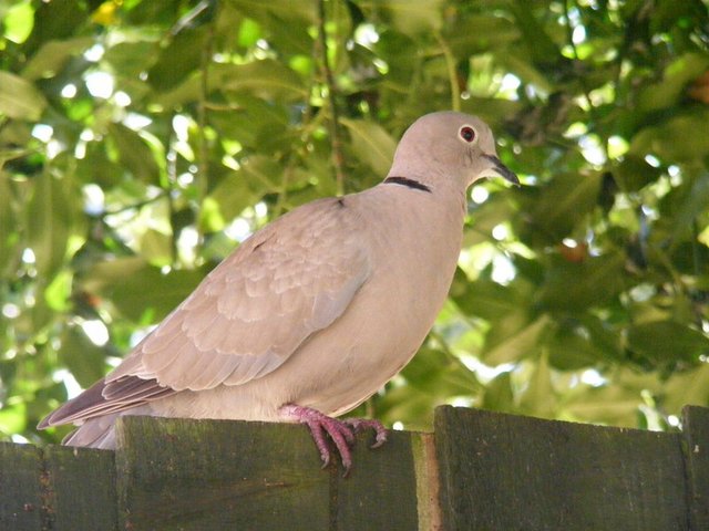 collared-Dove.jpg