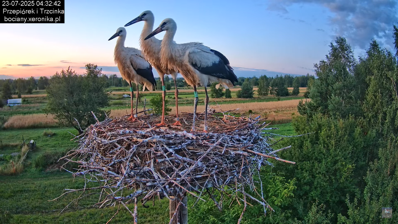 23072025bociany4