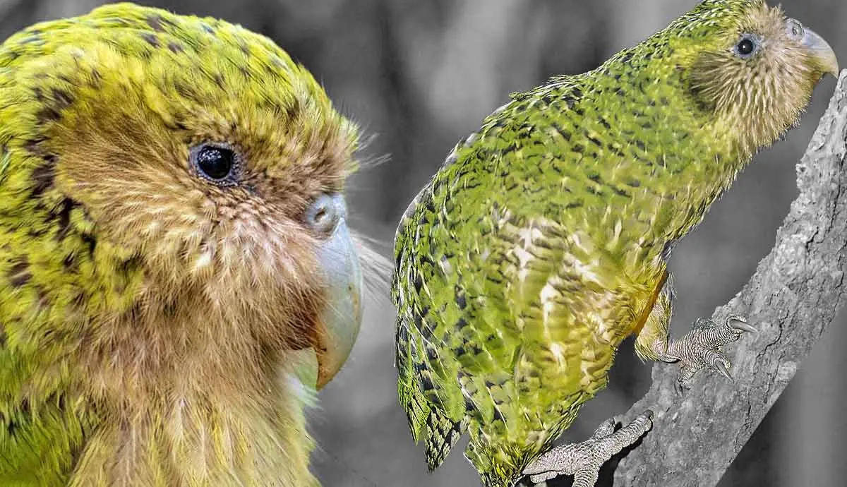 Kakapo Bird