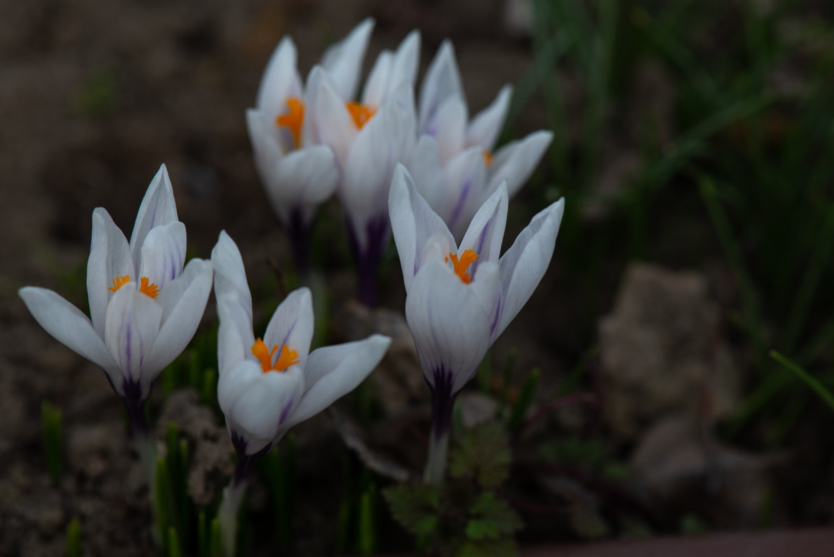 IMG-808d10d8aafb345c90855a153c0a37a0-V