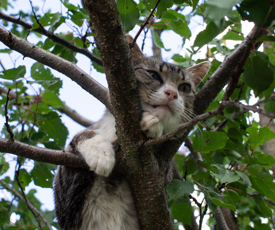 P7210016-Улучшено-Ум. шума