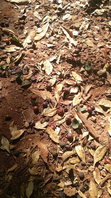 Huertasurbanas_com-guapo6.jpeg-20220103_145114Guaporeti