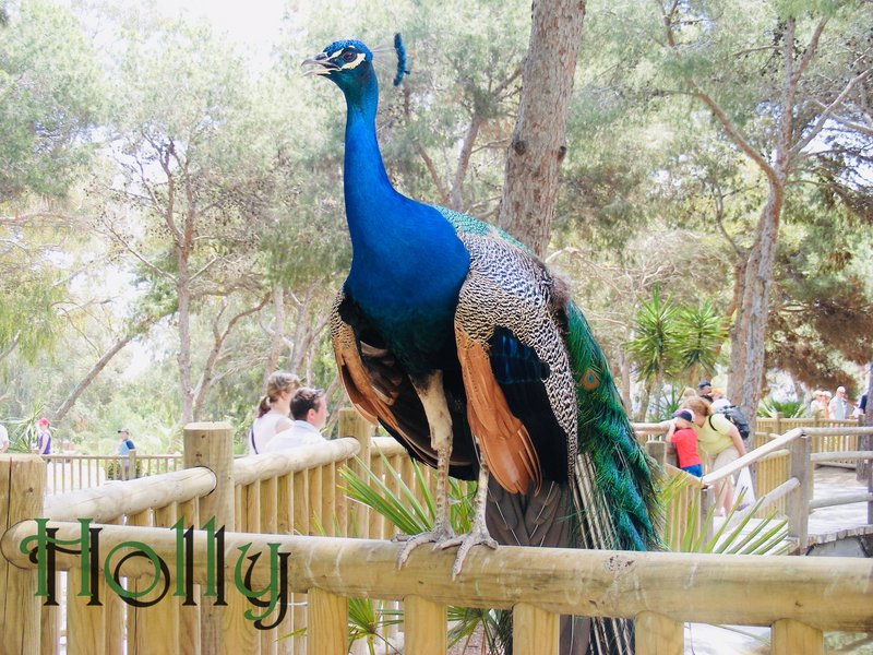 peacock-spain.jpg