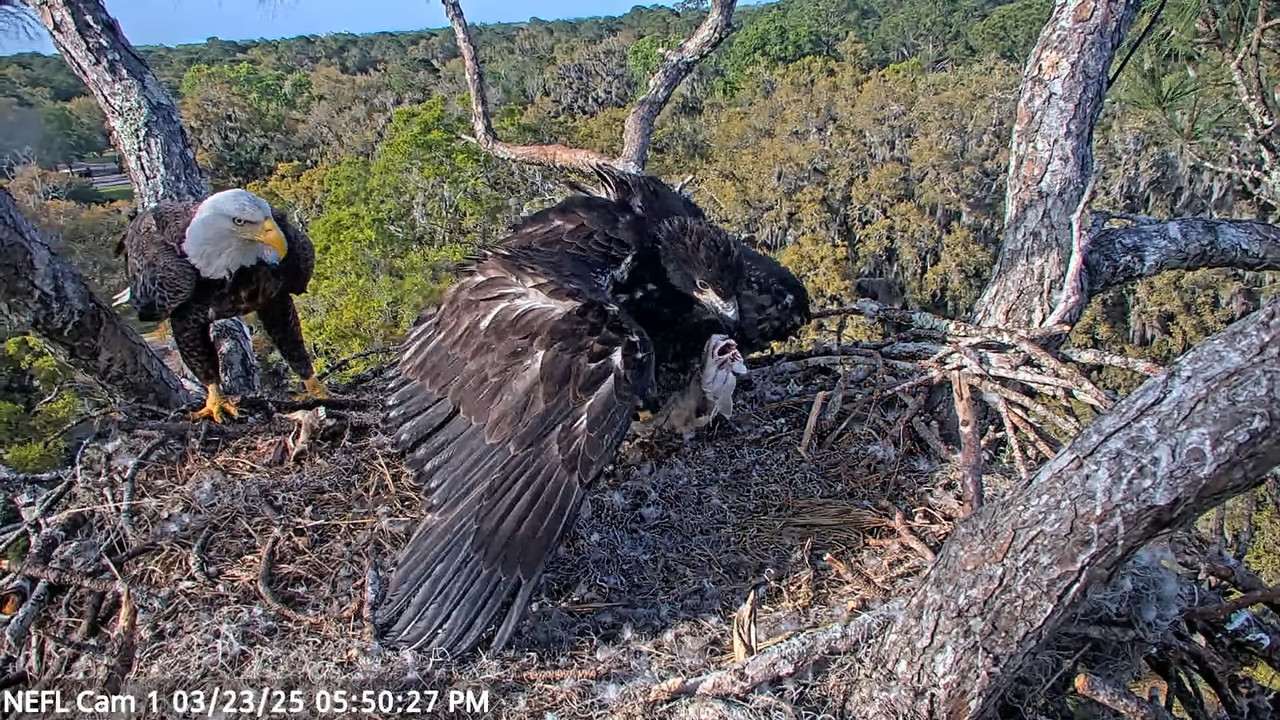 NEFL Cam 1 — tiešraidē Bald Eagle Cam 3-32-48 screenshot