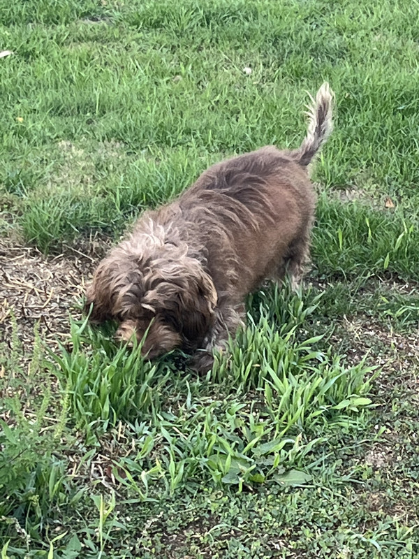 [Image: 4-F9-B2546-0779-4-E1-E-8-CFA-60-B3259-E739-A.jpg]