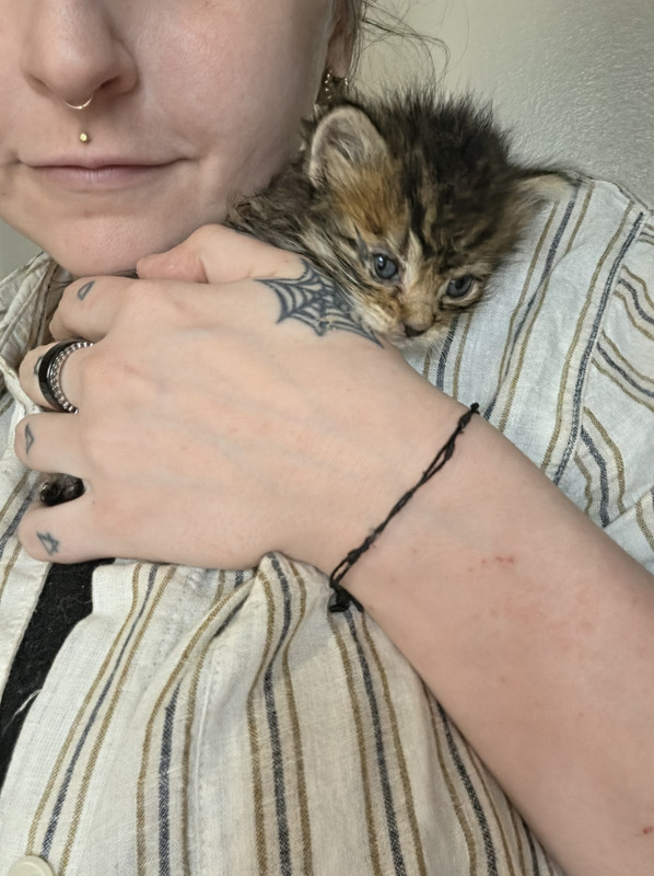 kitten Inigo curled into my neck after his bath to stay warm