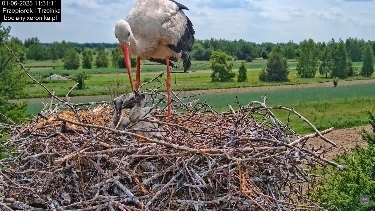 01062025bociany20