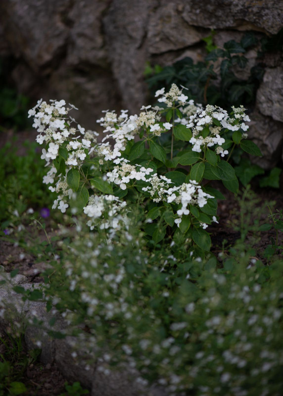 IMG-a9d1360a9cce1f7eabffb2faaaa38ea1-V