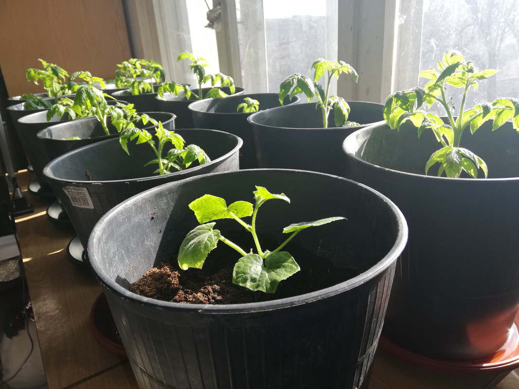 Img 20190221 104434 Postimages