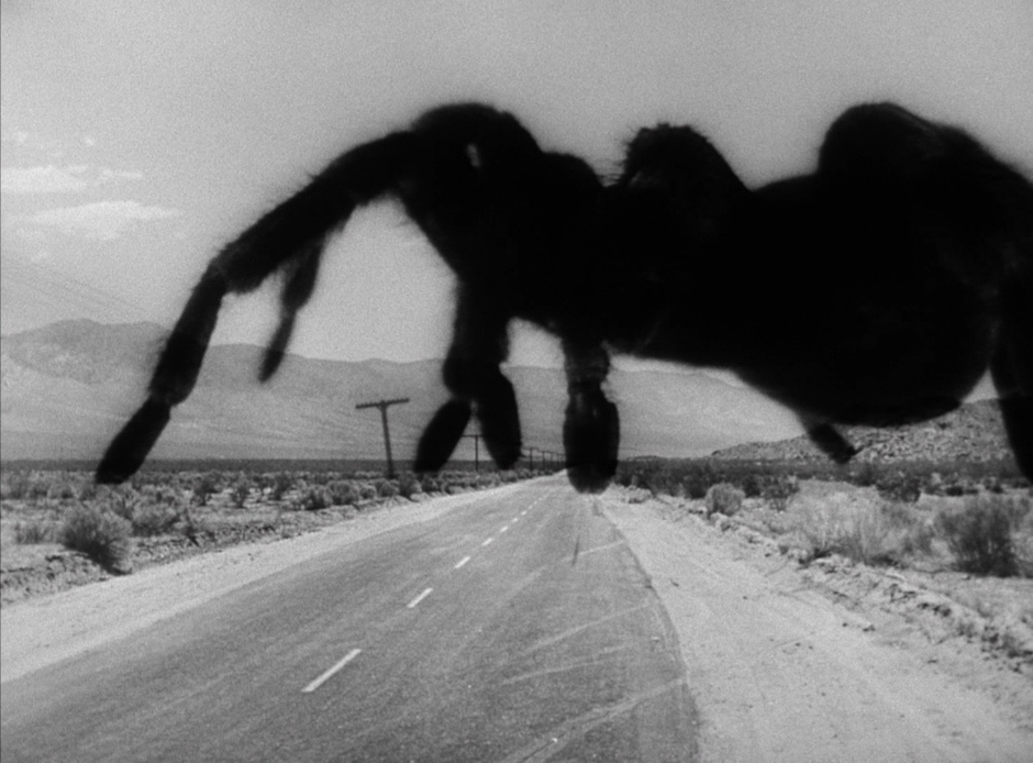 Tarantula Reference (5)