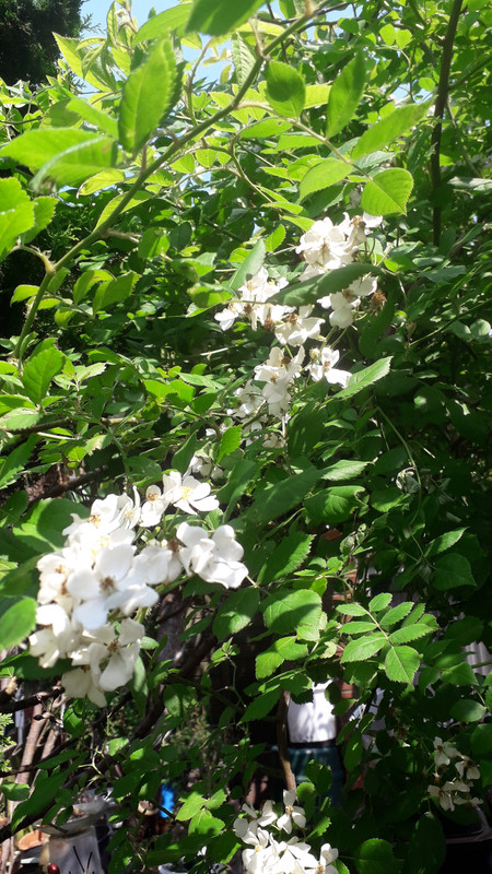 [Image: 20190610-134610.jpg]