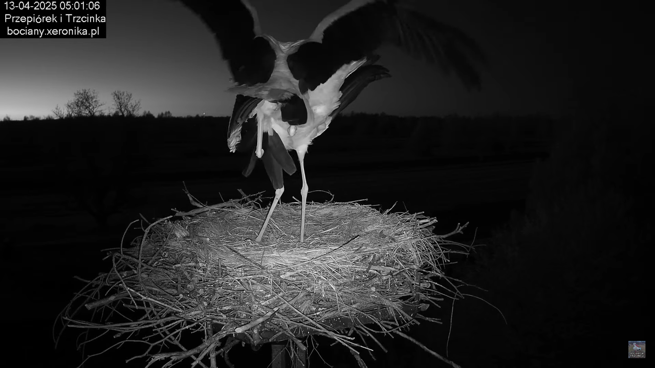13042025bociany9