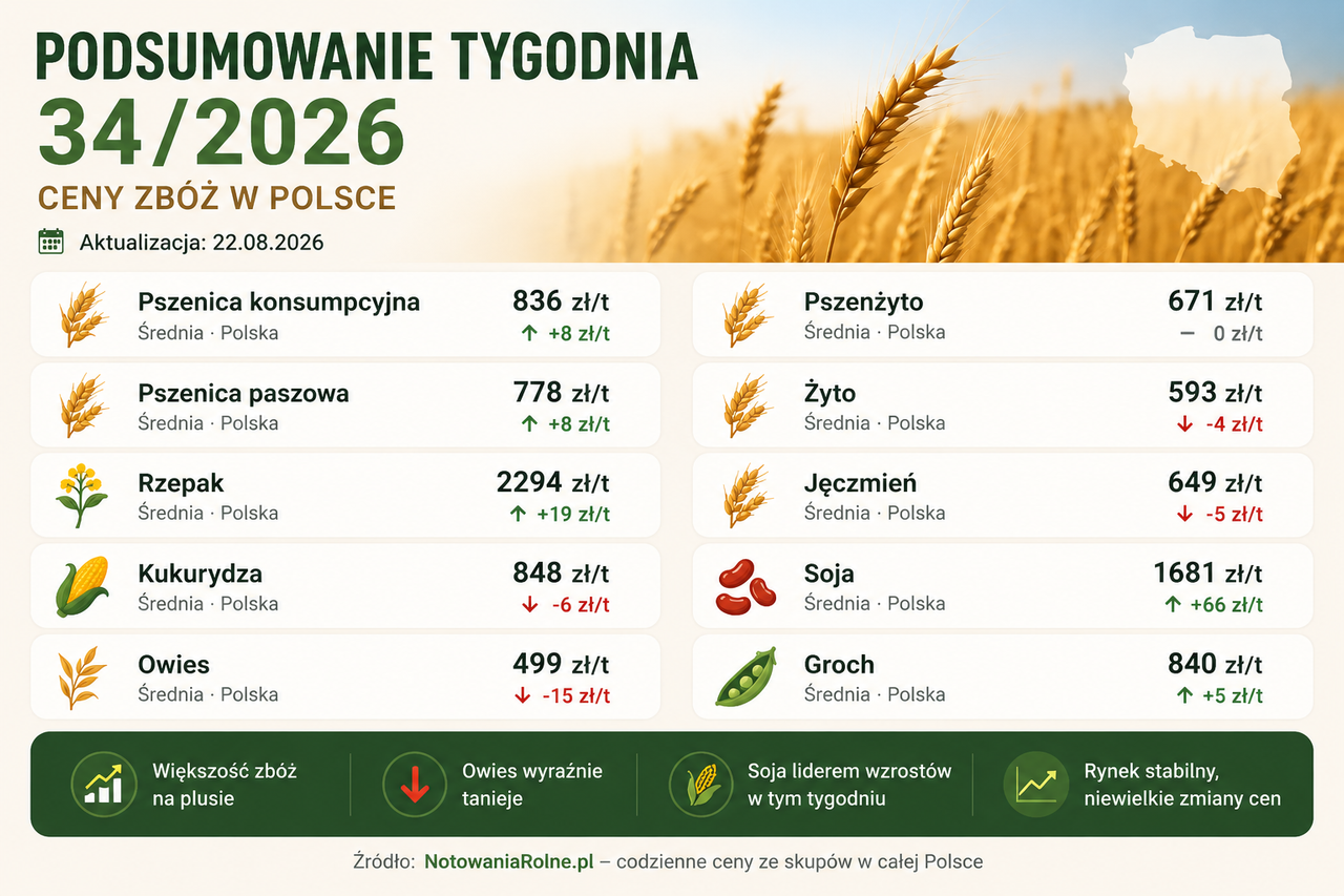 Podsumowanie tygodnia 34/2026 – ceny zbóż i rzepaku w Polsce
