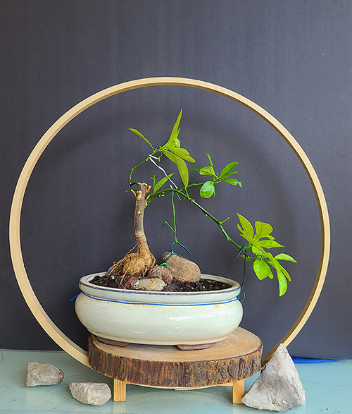 [Image: 20240708-103433.png]