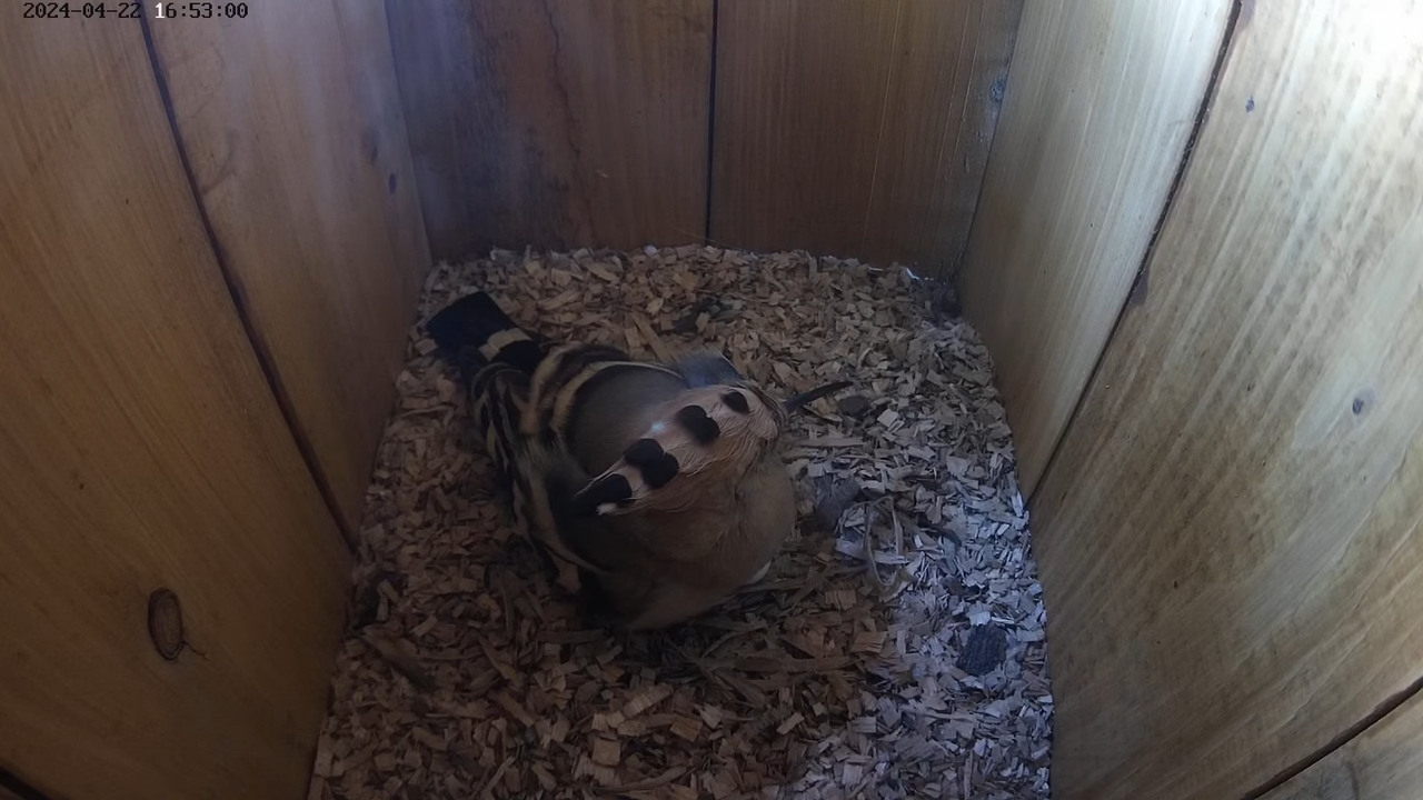 LIVE Nest Cam - Eurasian hoopoe (Polgár, Hungary) 12-30-37 screenshot