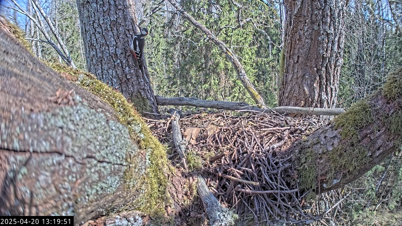 LVM mazais ērglis Lisiņa, ozols1 – Lesser Spotted Eagle 11-55-56 screenshot (1)