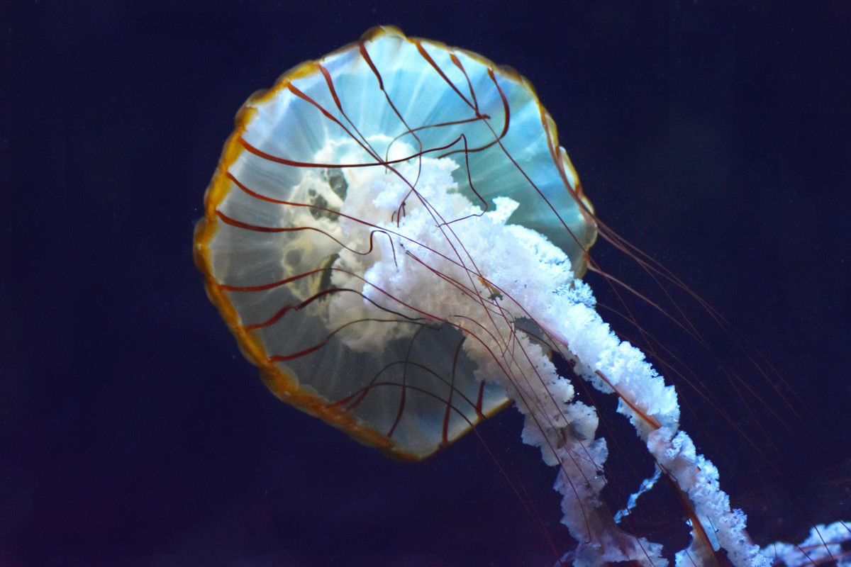 Méduse dorée-L-Merlier (17)