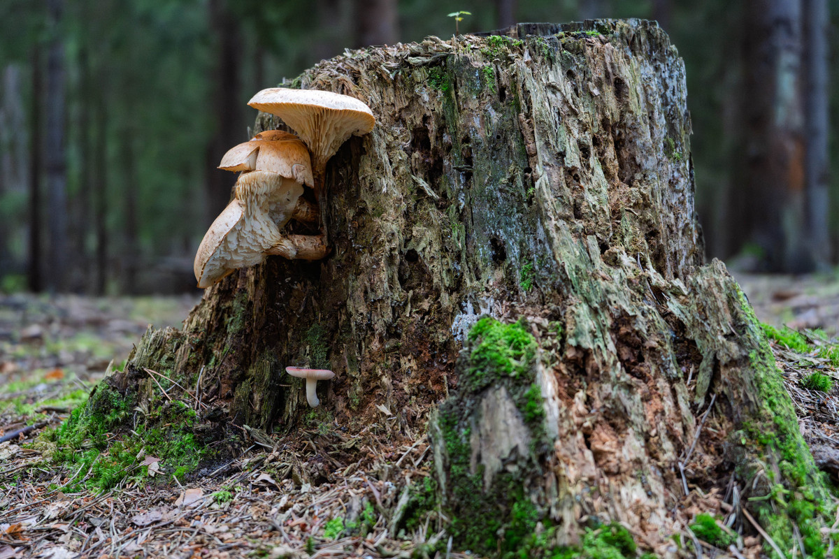 2025.08.12_A7C2 sel28-60_04162