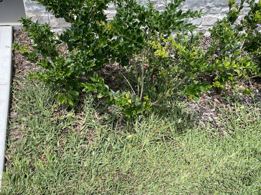 St Augustine runners reaching into mulch bed Lawn Care Forum
