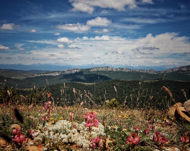 flowersw-ildmountain.jpg