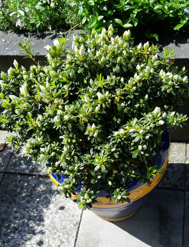 Afbeelding