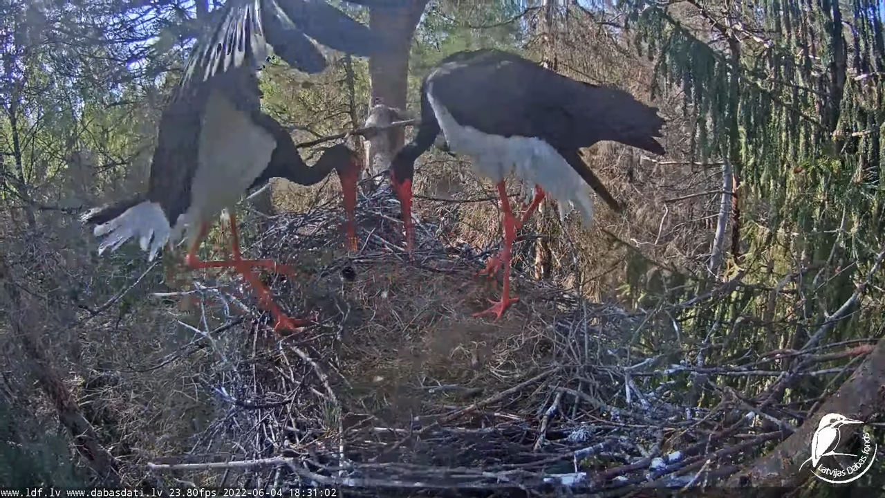 Melnais stārķis (Ciconia nigra) Siguldas novadā - LDF tiešraide 10-32-25 screenshot