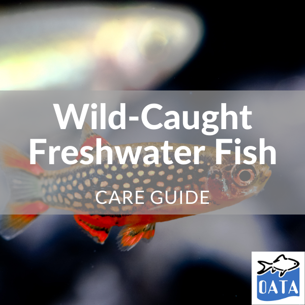 OATA Guide to wild caught fish - Lincs Aquatics