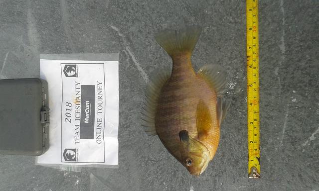 bluegill 2