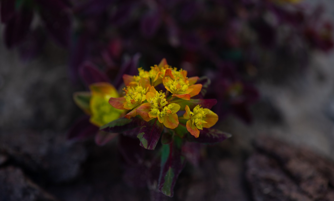 IMG-207d1826fece853b12d6e9369f1e3bf3-V