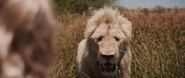 Mia-e-il-leone-bianco-2018-BRRip-3.png