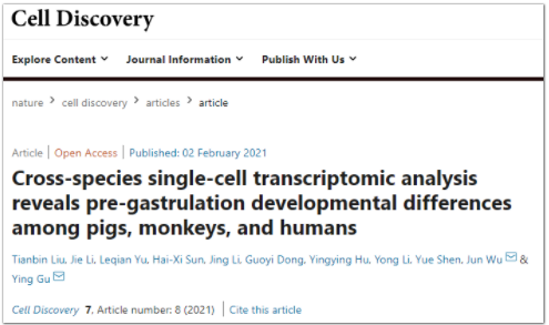 首次在单细胞水平解析猪与灵长类动物胚胎发育差异-1.png